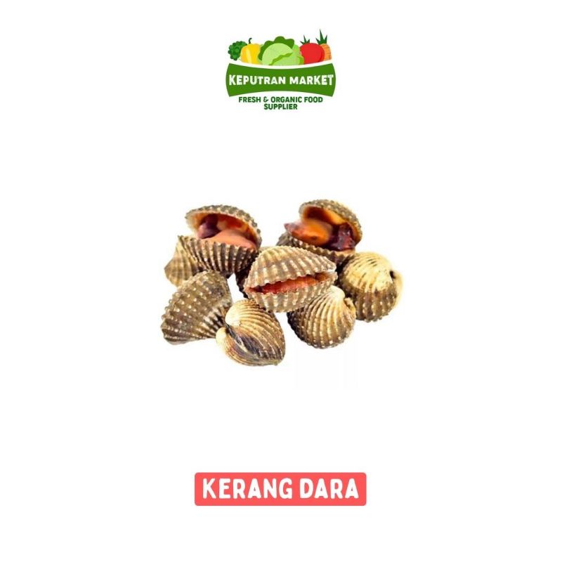 

Kerang Dara Per Kg / Ikan Segar