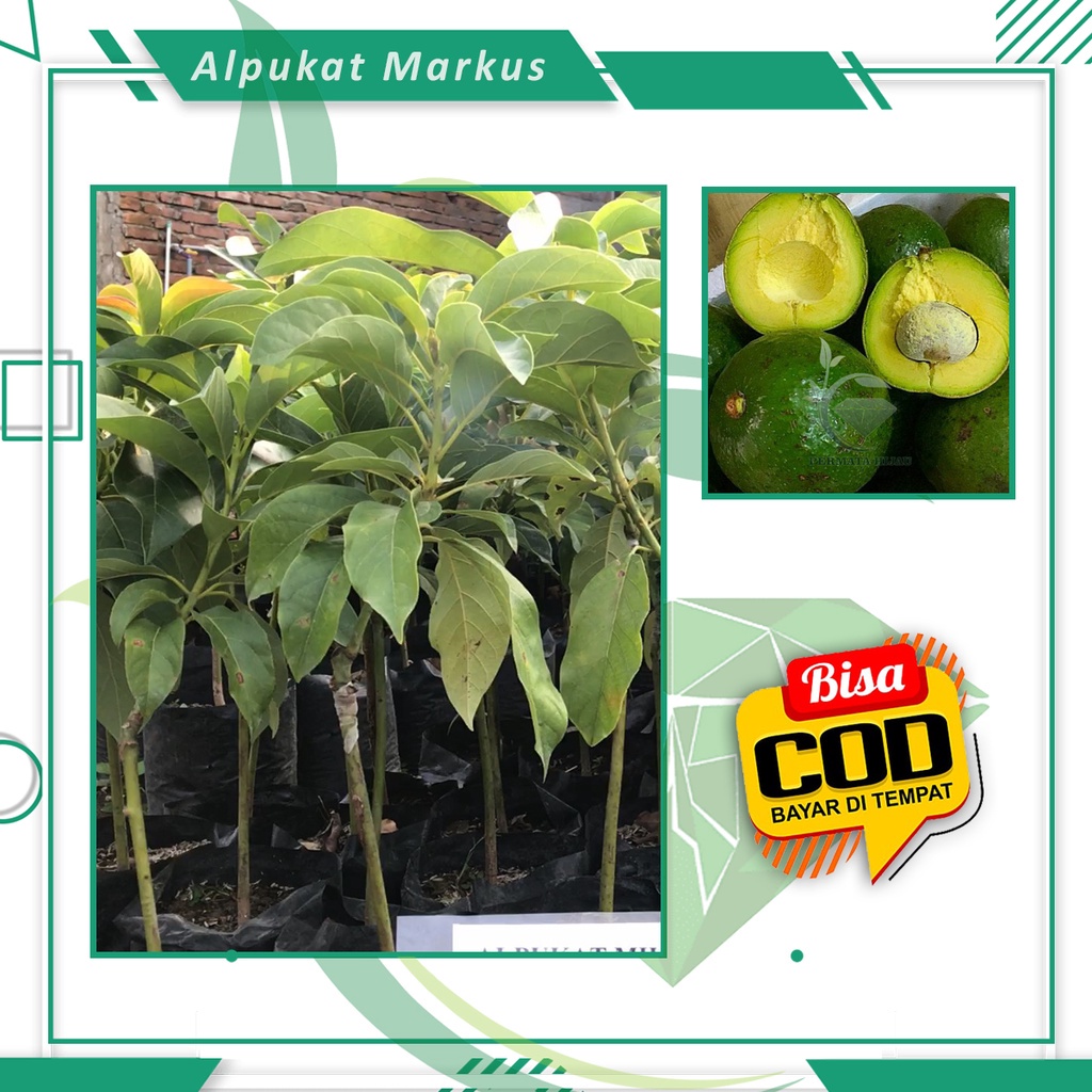 Obral Bibit Alpukat Markus Tanaman Buah Alpukat Markus Murah [ SIAP KIRIM ]
