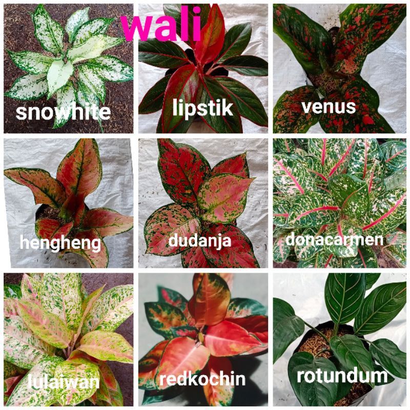 paket isi 9 anakan bunga aglonema,jual murah
