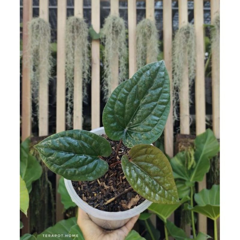 Bibit anthurium sirih radicans