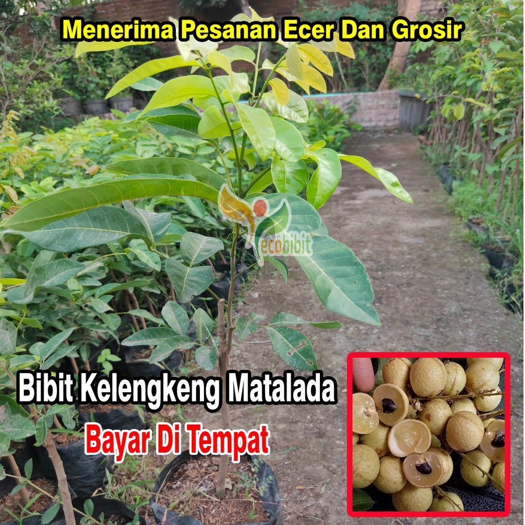 Bibit Kelengkeng Matalada / Bibit Kelengkeng Hawai