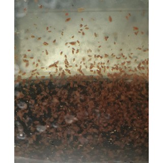 Starter kutu air daphnia magna/DM pakan ikan hias | Shopee  