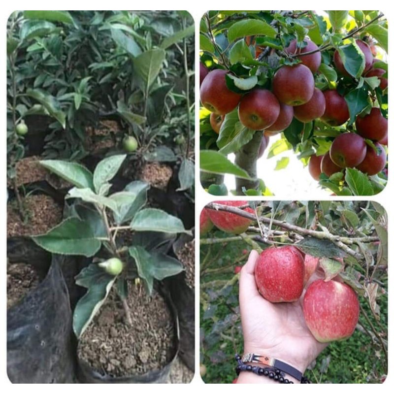 bibit apel honeyterlaris-1