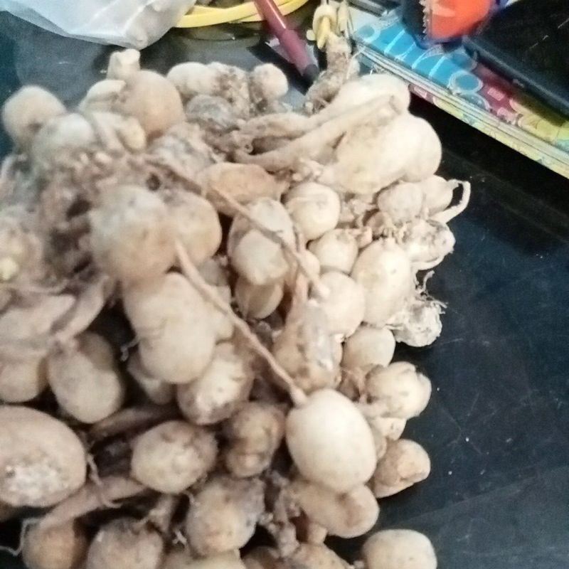 KUNYIT PUTIH FRESH 1KG