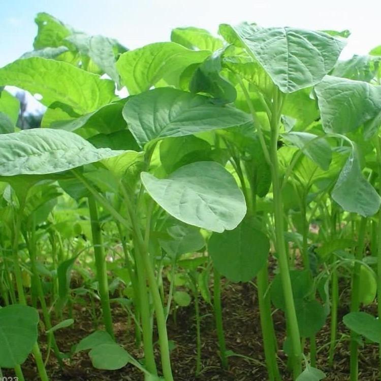2000 Benih Bayam Hijau Sayuran Hidroponik Unggul Berkualitas - Bibit Tanaman Sayur Seribuan-1