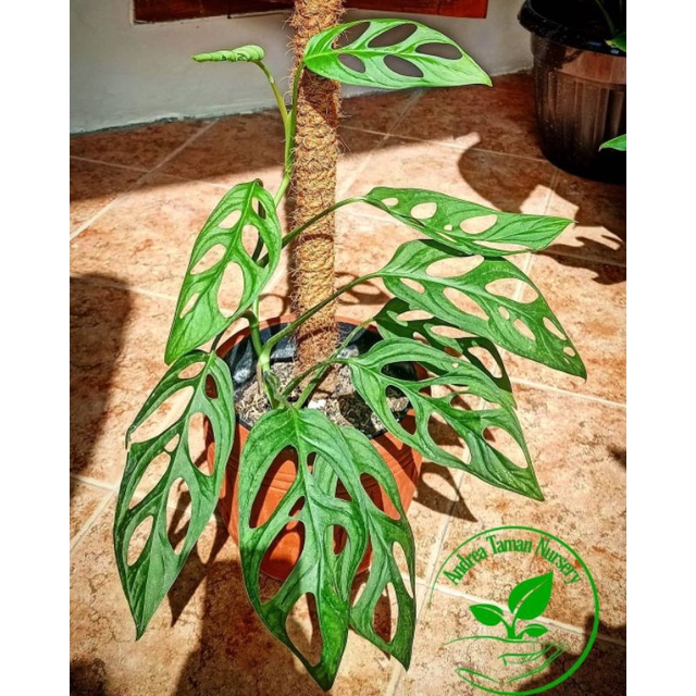 Tanaman Hias Monstera Obliqua Janda Bolong - Monstera Janda Bolong - Bunga Janda Bolong