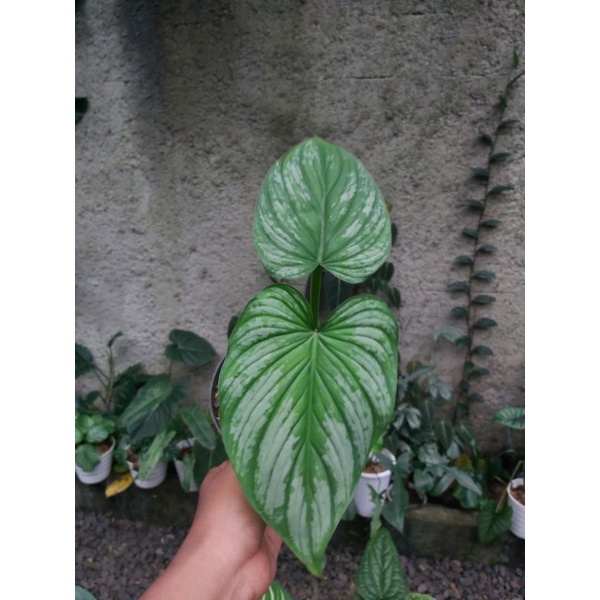 Tanaman Philodendron Mamei