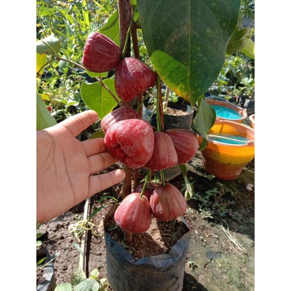 Bibit jambu dalhari super