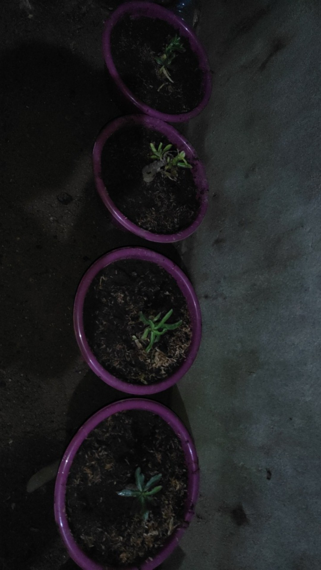 Paket 4 Batang Bibit Bunga Kamboja Jepang Adenium Triple Warna Terbaru 2019 Bonggol Besar