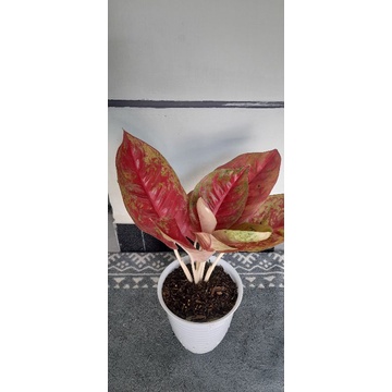 aglaonema mahasety jumbo