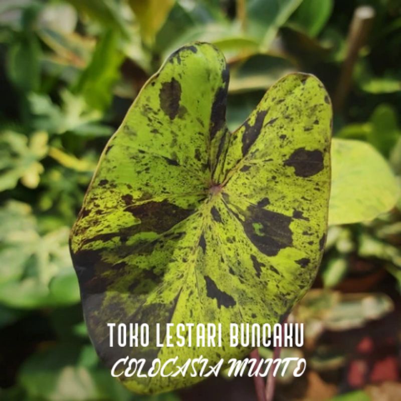 COLOCASIA Mujito SIAP TANAM