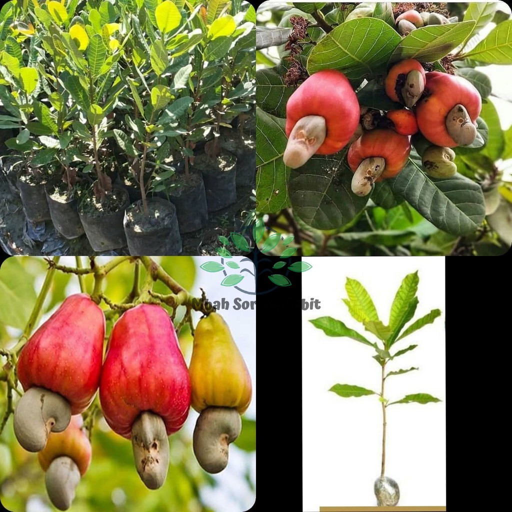 Bibit  Jambu Monyet / Jambu Mente / Jambu Mede