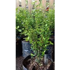 Bibit Bonsi Mirten Duri