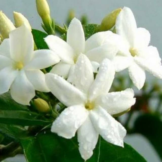 Tanaman Bunga Melati Lokal Kampung Shopee Indonesia