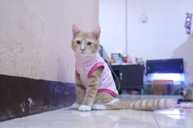 Baju rajut ala korea warna pink untuk kucing dan anjing / baju kucing murah size S M L XL