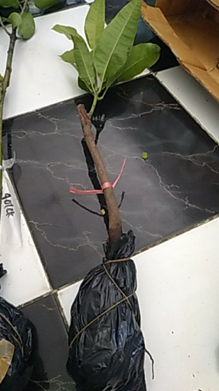 Bibit Buah Mangga Indramayu Hasil Okulasi Siap Berbuah