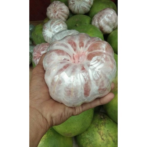 

Jeruk Pamelo Gembong