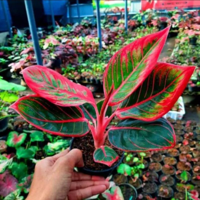 aglonema lipstik khanza//freepot dan media