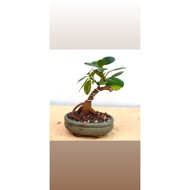 bahan bonsai ficus benjamin berumbi dari biji