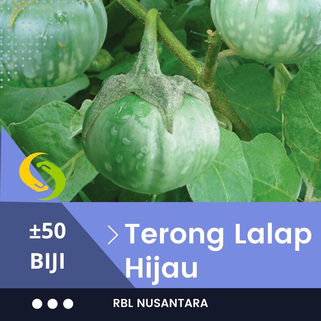 Jual Bibit Terong Lalap Bulat Hijau Kenari Benih Sayuran Terong Lalap Isi Terbanyak Rbl