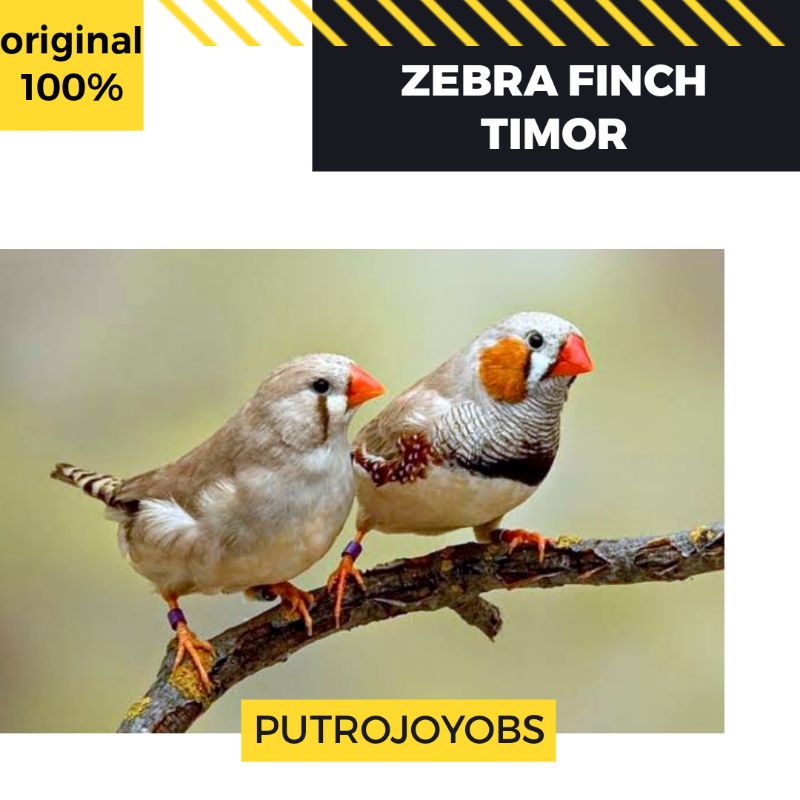 ZEBRA FINCH TIMOR SEPASANG JANTAN BETINA