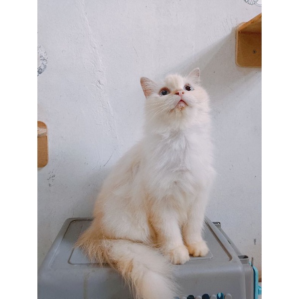 KUCING PERSIA HIMALAYA RED POINT BETINA