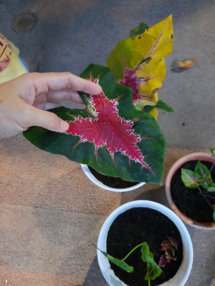 Kladi Joker Keladi Joker Caladium Ace Of Hear Jantung Hati