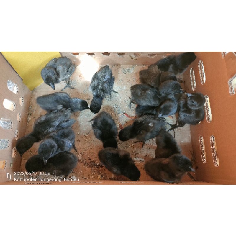 anak ayam cemani lidah hitam (harga 1 ekor) (pengiriman hanya daerah Jabodetabek saja)