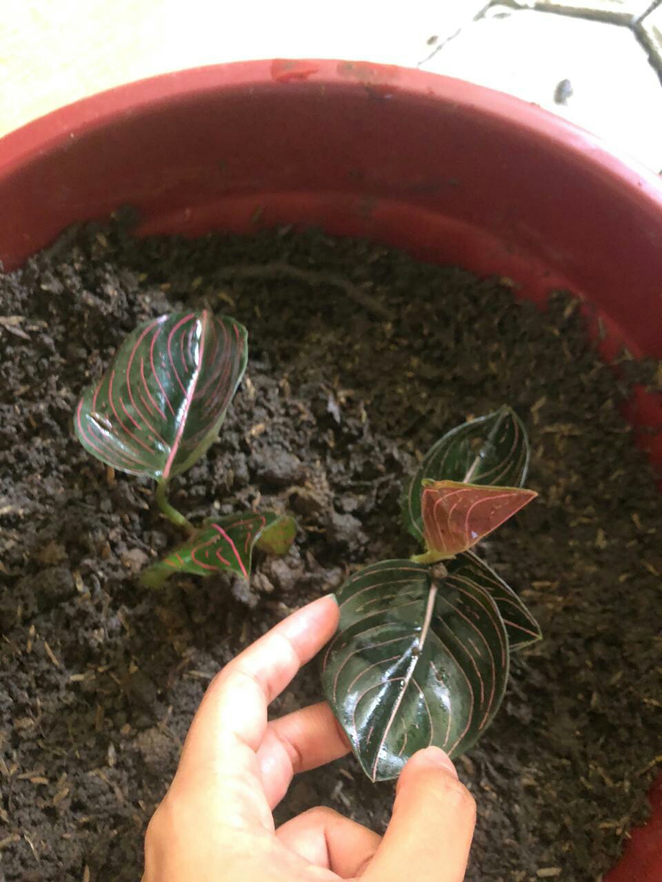 Sekam Padi Biasa Rp 1500/ 0,5 Kg /500 Gram