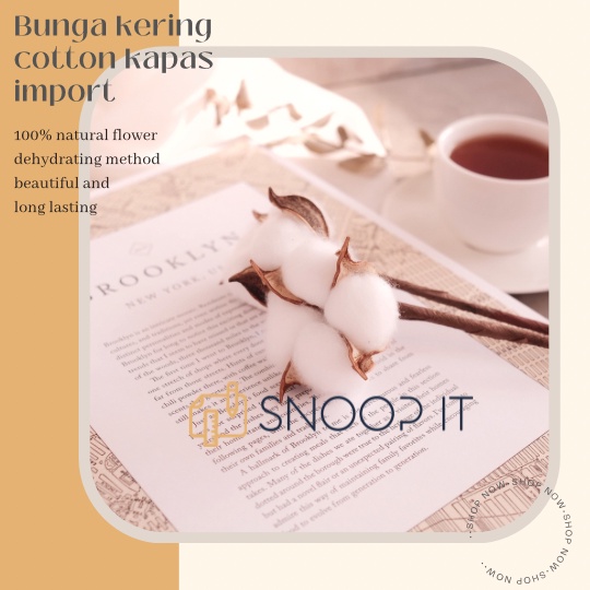 bunga kapas cotton dried flower kering bouquet buket hiasan vas dekorasi import kerajinan tangan