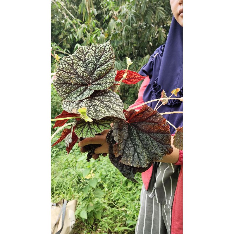 begonia sp bruno