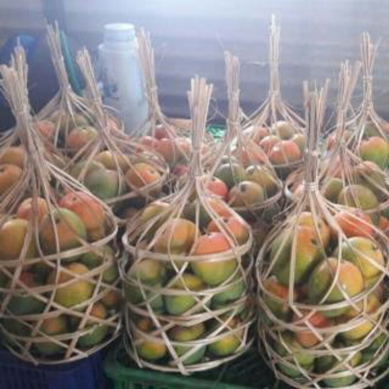 MANGGA GEDONG GINCU MAJALENGKA