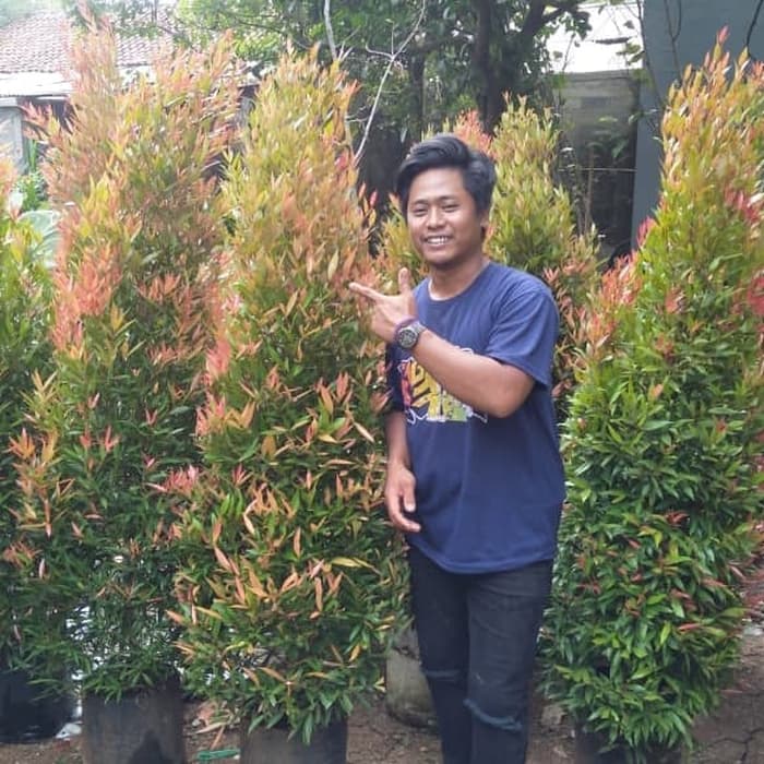 Tanaman hias pucuk merah tinggi 75cm - pucuk merah