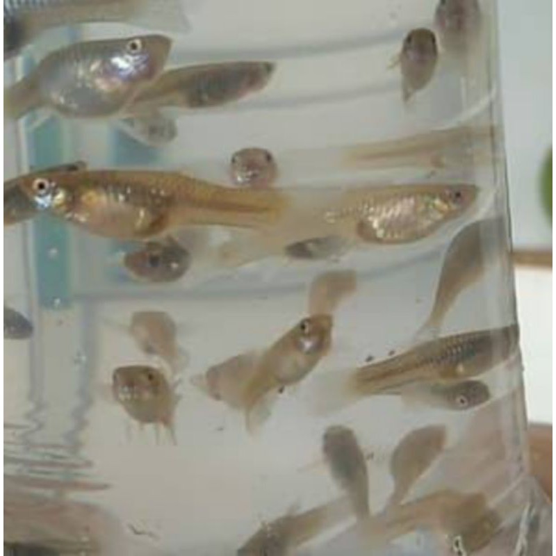 ikan cere hidup pakan hidup ikan predator