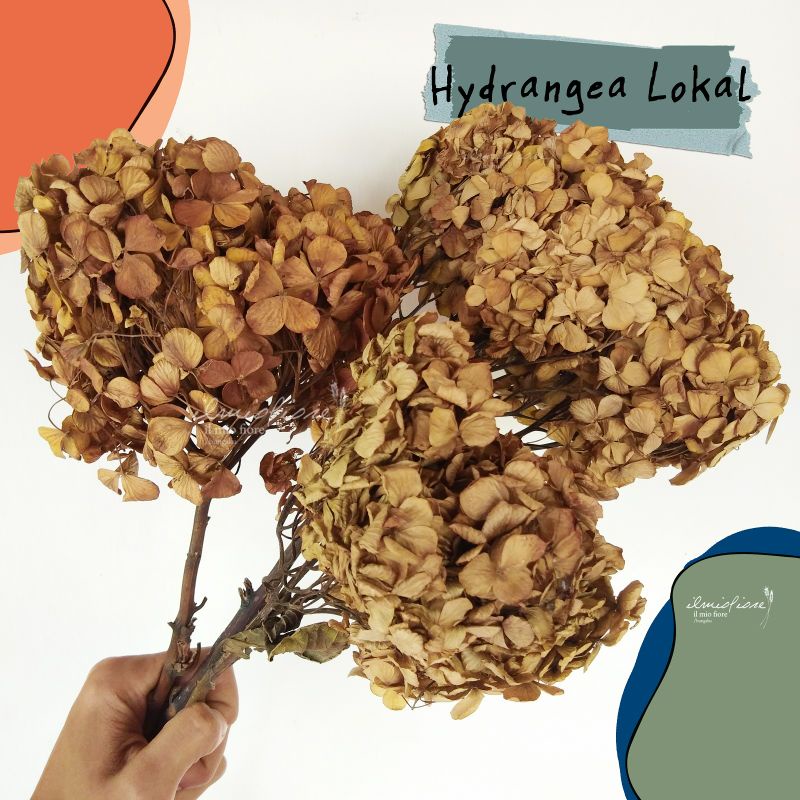 Hydrangea Lokal Bunga Kering Hydragea