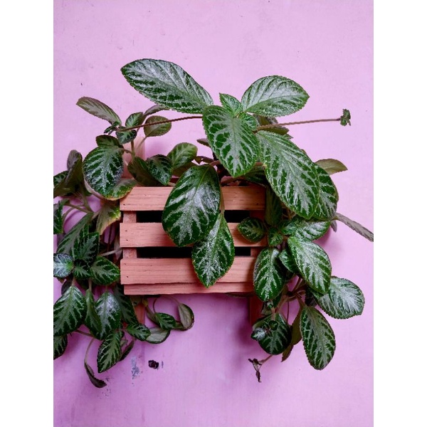 pot tempel kayu pot kayu dinding tempat pot