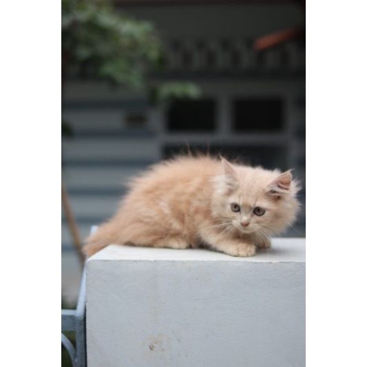 kucing mainecoon x Norwegian betina redtabby