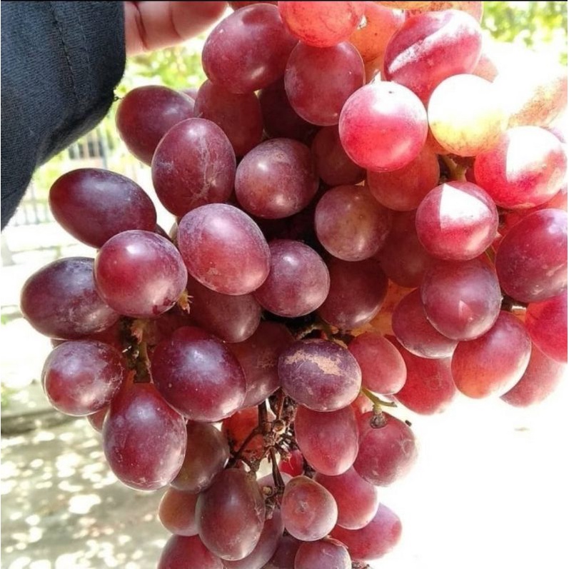 bibit anggur ninel import-bibit anggur ninel grafting