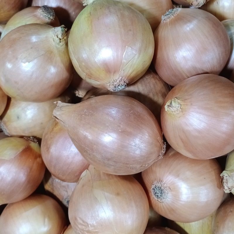 Bawang Bombay Bersih Segar Super 1kg