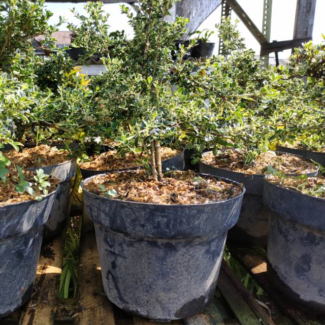 Bonsai Mirten / Hingkip