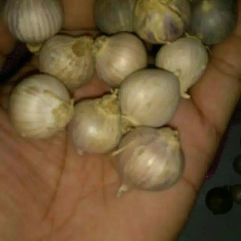 

Bawang putih tunggal/ Bawang lanang