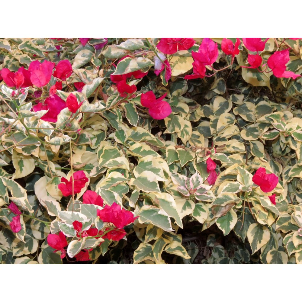 Tanaman Bougenville varigata merah Fanta