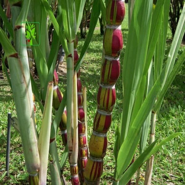 Bibit Tebu Pelangi Varigata Original