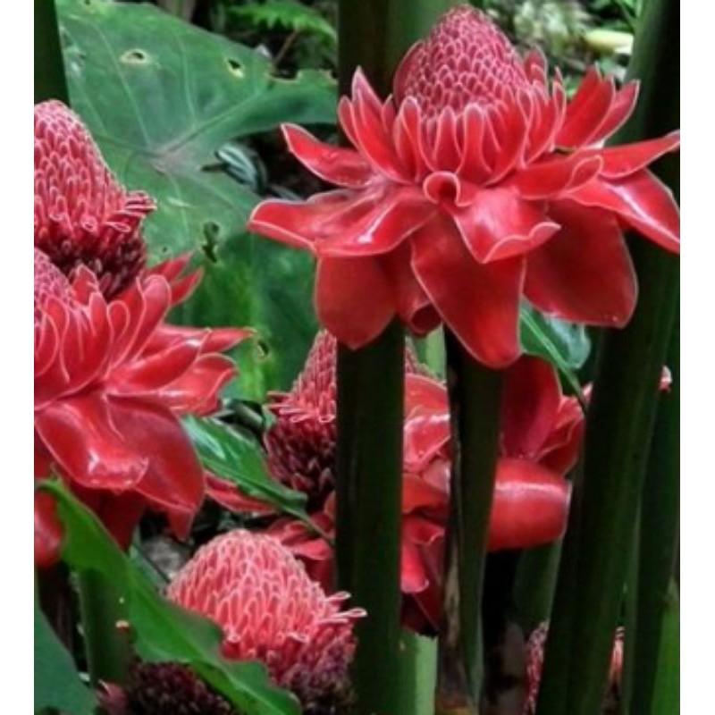 

bunga kincong