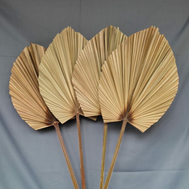 DAUN PALEM KERING DEKORASI