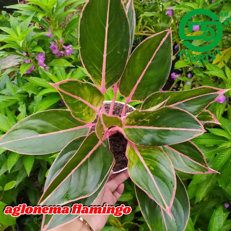 Aglonema murah Tanaman hias aglonema Tanaman aglonema Tanaman aglonema murah Tanaman hias aglonema m