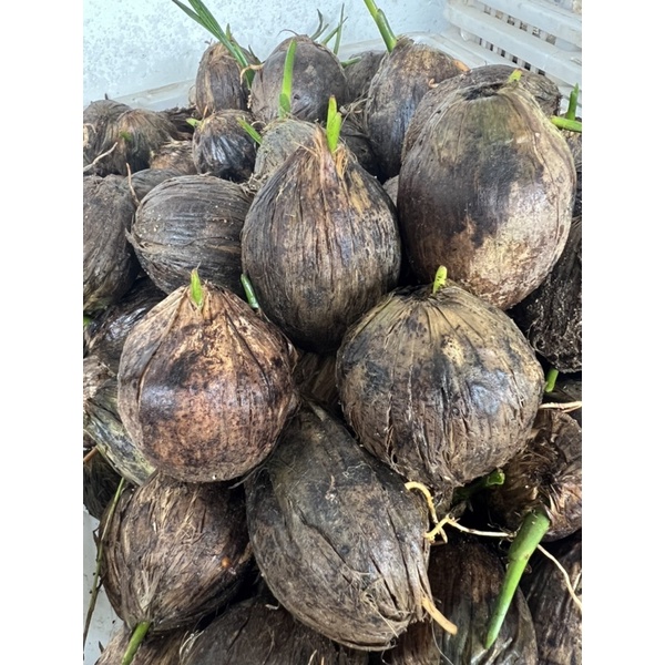 JUMBO Kecambah pinang betara  || Kecambah Gratis Ongkos Kirim || Kecambah pinang unggul