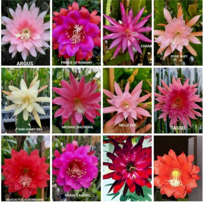 12 jenis bibit bunga wijaya kusuma..siap kirim