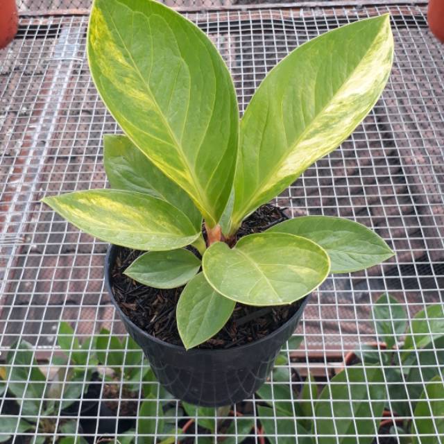 Jemani Mangkok Varigata Dewasa