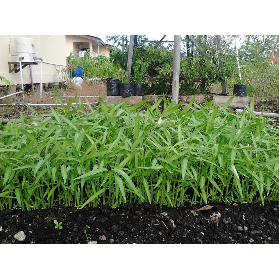 1000 Biji - Benih Kangkung BANGKOK LP-1 - Bibit Kangkung Darat / HIDROPONIK-3